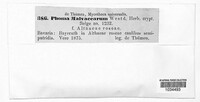 Phomopsis malvacearum image